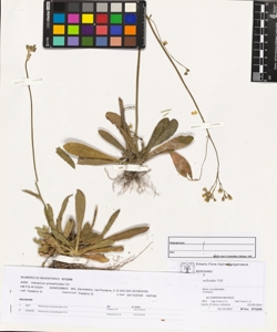 Hieracium piloselloides Vill.
