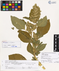 Amaranthus powellii S. Watson