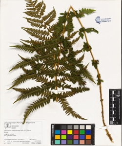 Thelypteris limbosperma (All.) H.P.Fuchs