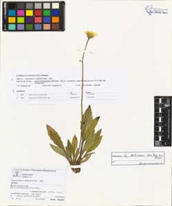 Hieracium x dollineri Sch. - Bip.