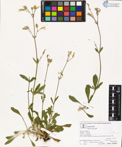 s¿lene nutans L. subsp. nutans