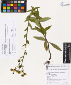 Hieracium laurinum A.-T.