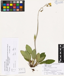 Hieracium tenuiflorum (A.-T.) Zahn