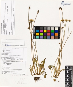 Leontodon autumnalis L. subsp. autumnalis