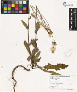 Sonchus oleraceus L.