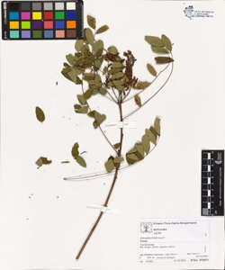 Amorpha fruticosa L.
