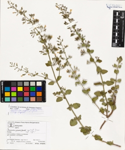 Calamintha nepeta (L.) Savi subsp. nepeta