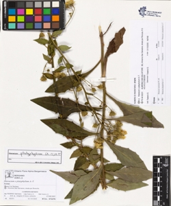 Hieracium x platyphyllum A.-T.