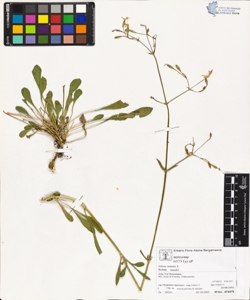 s¿lene nutans L. subsp. nutans