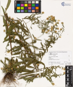 Aster lanceolatus Willd.