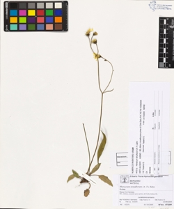 Hieracium tenuiflorum (A.-T.) Zahn