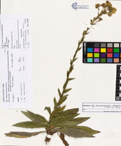 Hieracium racemosum W. et K.