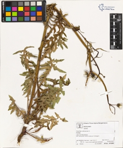 Sonchus oleraceus L.