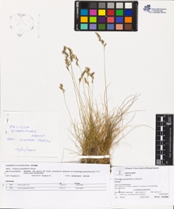 Festuca quadriflora Honck.