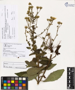 Hieracium racemosum W. et K.