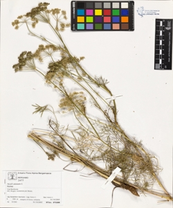 Seseli annuum L.