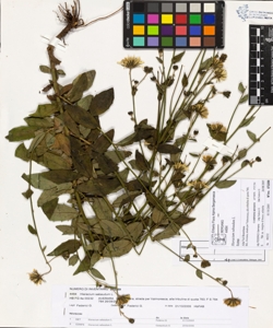 Hieracium sabaudum L.