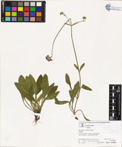Knautia velutina Briq.