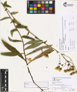 Hieracium sabaudum L.