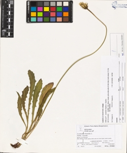 Leontodon hispidus L. subsp. hispidus