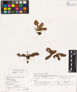 Taraxacum sect. fontana Soest