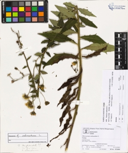 Hieracium sabaudum L.