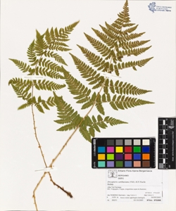 Dryopteris carthus¿ana (Vill.) H.P.Fuchs
