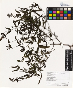 Melampyrum pratense L. subsp. pratense