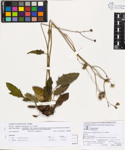 Hieracium tenuiflorum (A.-T.) Zahn