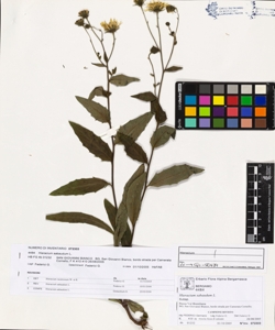 Hieracium sabaudum L.