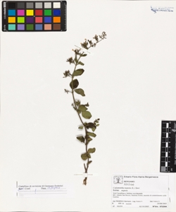 Calamintha nepeta (L.) Savi subsp. nepeta