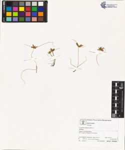 Cyperus flavescens L.