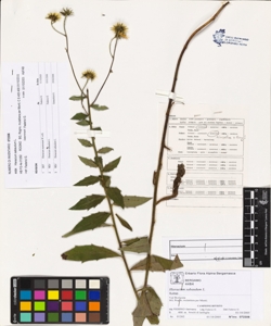 Hieracium sabaudum L.
