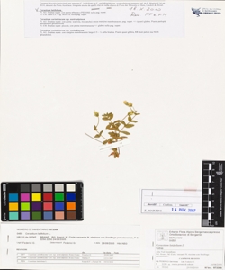 Cerastium latifolium L.