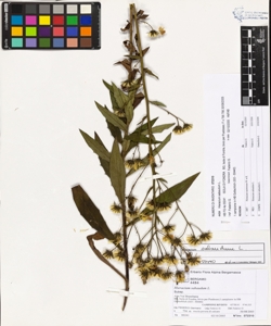 Hieracium sabaudum L.