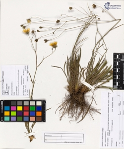 Hieracium porrifolium L.