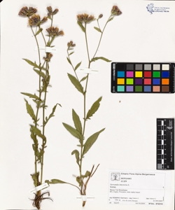 Serratula tinctoria L.