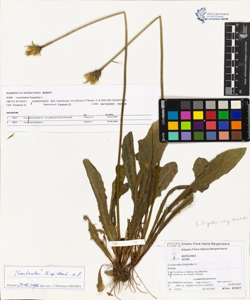 Leontodon hispidus L.