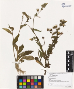 Picris echioides L.