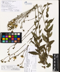 Hieracium sabaudum L. subsp. nemorivagum (Jord. ex Boreau) Z.