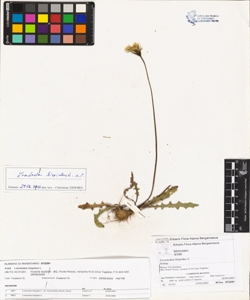 Leontodon hispidus L.