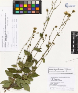 Hieracium brevifolium Tausch subsp. bergameum Z.