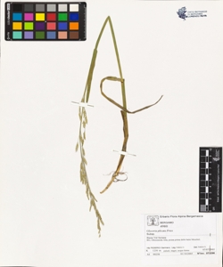 Glyceria plicata Fries