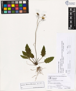 Hieracium tenuiflorum (A.-T.) Zahn