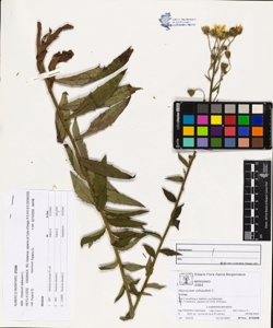 Hieracium sabaudum L.
