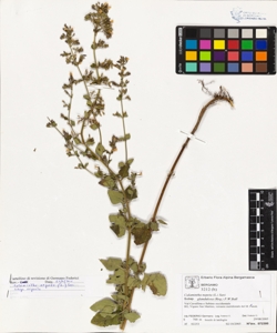 Calamintha nepeta (L.) Savi subsp. nepeta