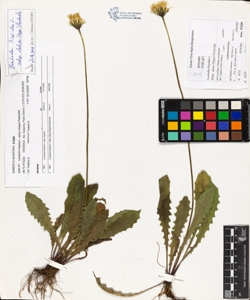 Leontodon hispidus L. subsp. dubius (Hoppe) Pawlowska