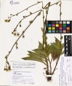 Hieracium racemosum Waldst. et Kit. ex Willd. subsp. provinciale (Jord.) Z
