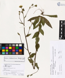 Hieracium racemosum W. et K.