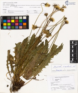 Leontodon hispidus L.